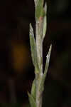 Carolina silkgrass